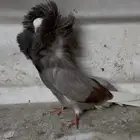 للبيع جاكوبين