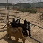 تيوس عوارض برية