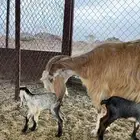 القاعه