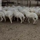 طليان العدد 38 طليان كفو مشروطه مراح واحد