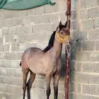 مهره شعبيه فاخره