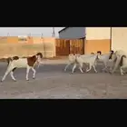 معزا فاخره شرط الدفيع العدد12 معه فحلها