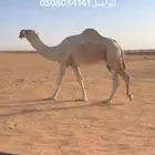 بعير ساسه اهدب وهذا انتاجه .