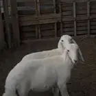 بهم حري كفو شحم