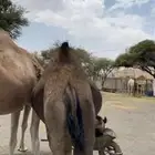 ابل لقيح