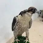 جير شاهين للبيع