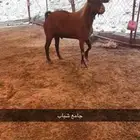 للبيع تيس احص فحل جرم ولون