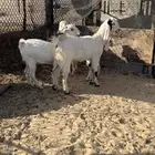 صغال فل شحم