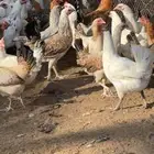 دجاج بلدي بياض