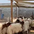 ذبايح نعيم بلدي بري