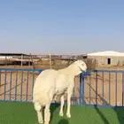 مشروع حري فاخر