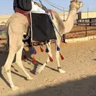 رحول حمرا عمانيه