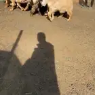 جفرات عوارض كريميات نوادر خصم الخصم تممم البيع
