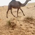 بكرتين صفر وشعلا باتليات