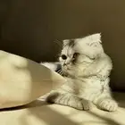 قطوه سكوتش فولد