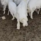 بهم