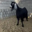 عنز عارضيه رباع حايل تم البيع