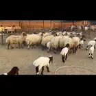 رغث فاخره 20 تحتها 20