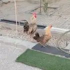 دجاجه و ديك