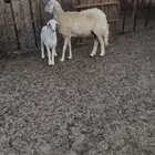 صافة دافع وهرفي ثلاث شهور