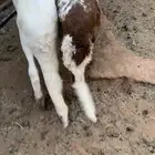 البيع سوكلي جذعان العدد 2 ظهورها حد الغلاق وسليمه من المرض