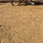 نعيم خلفات مقاني