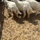 طليان حريات ومعه رخل وطيبة جدا العمر من خمس شهور الى 6 شعور