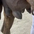 ناقه خلفه حلابه رقم 1