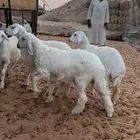 رخال مقاني