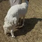 نعجه حرشا سمين