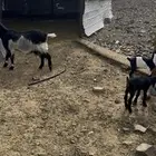 معزاء للبيع