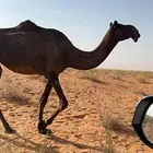 بكر للبيع كفو