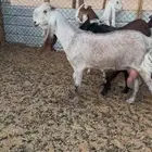 للبيع معزاء نوادر ودفيع شرط العدد9