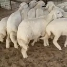 رخال حريات مقاني