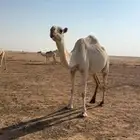 عشرا مبيوع حاشيها ضروبه سليمه