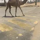 بكره