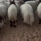 للبيع خرفان ورخال نعيم ومعهن 4 نجد