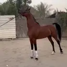 مطلوب قسم مزرعه للحلال اجار