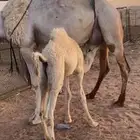ناقه خلفه للبيع