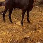 فحل ادهم سداس