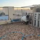 خروف جذع عمره 8 شهور بلدي شررط فل شحم وطرف طيب