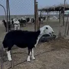 نعجه حايل