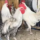 10 اديكه لبيع