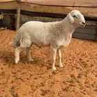 طلي صنف فحل