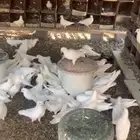 حمام فرنسي