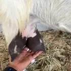 عنز حليب( وين اهل الدواغير) في الاحساء