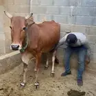 بقره بلديه