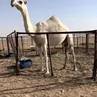 بكره كفو