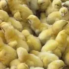 صوص لاحم