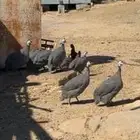 حجل او دجاج حبشي